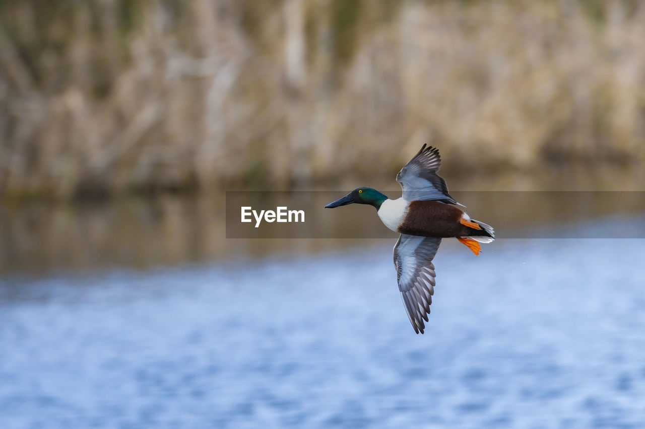 BIRD FLYING OVER A SEA