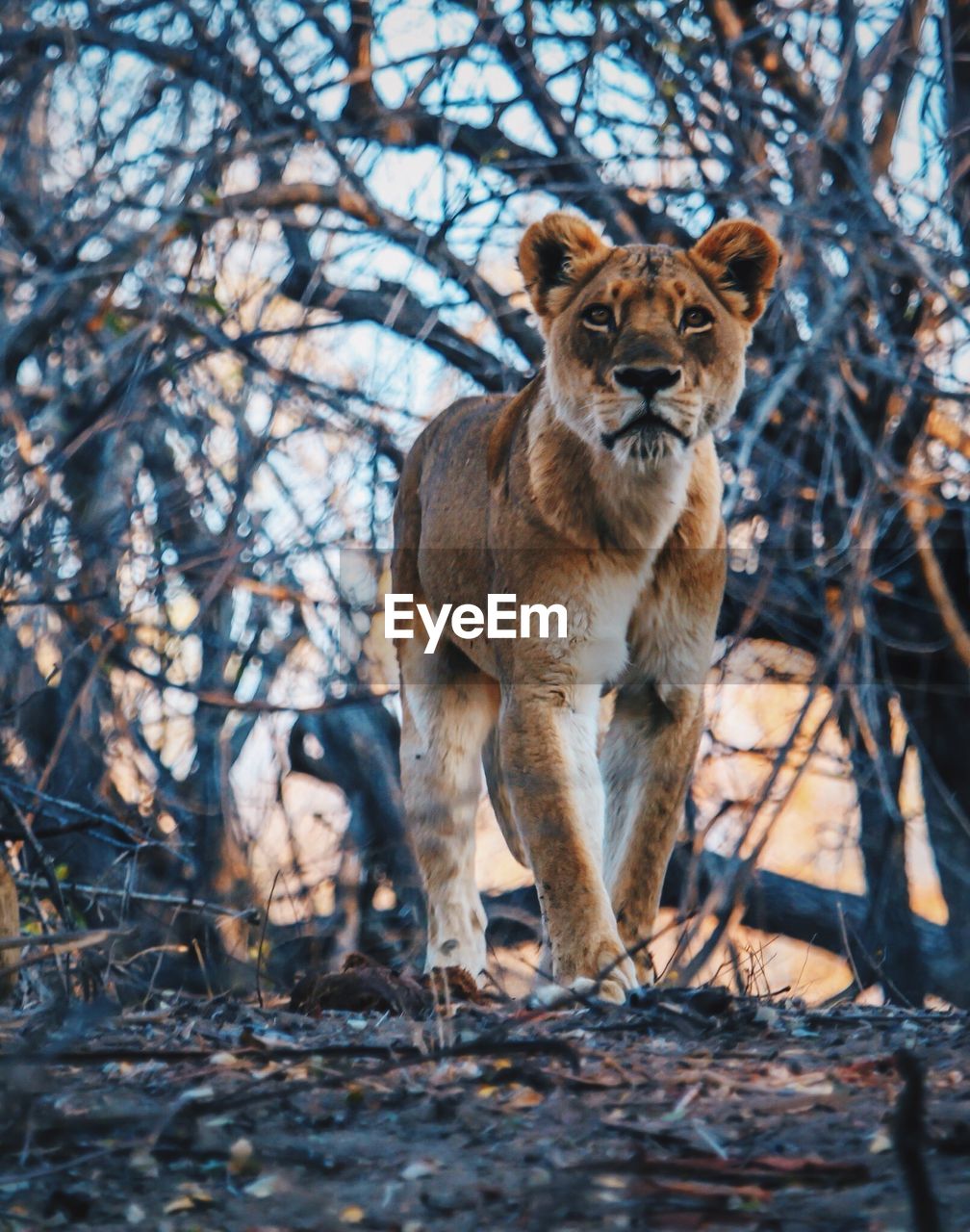 Portrait of lioness in forest