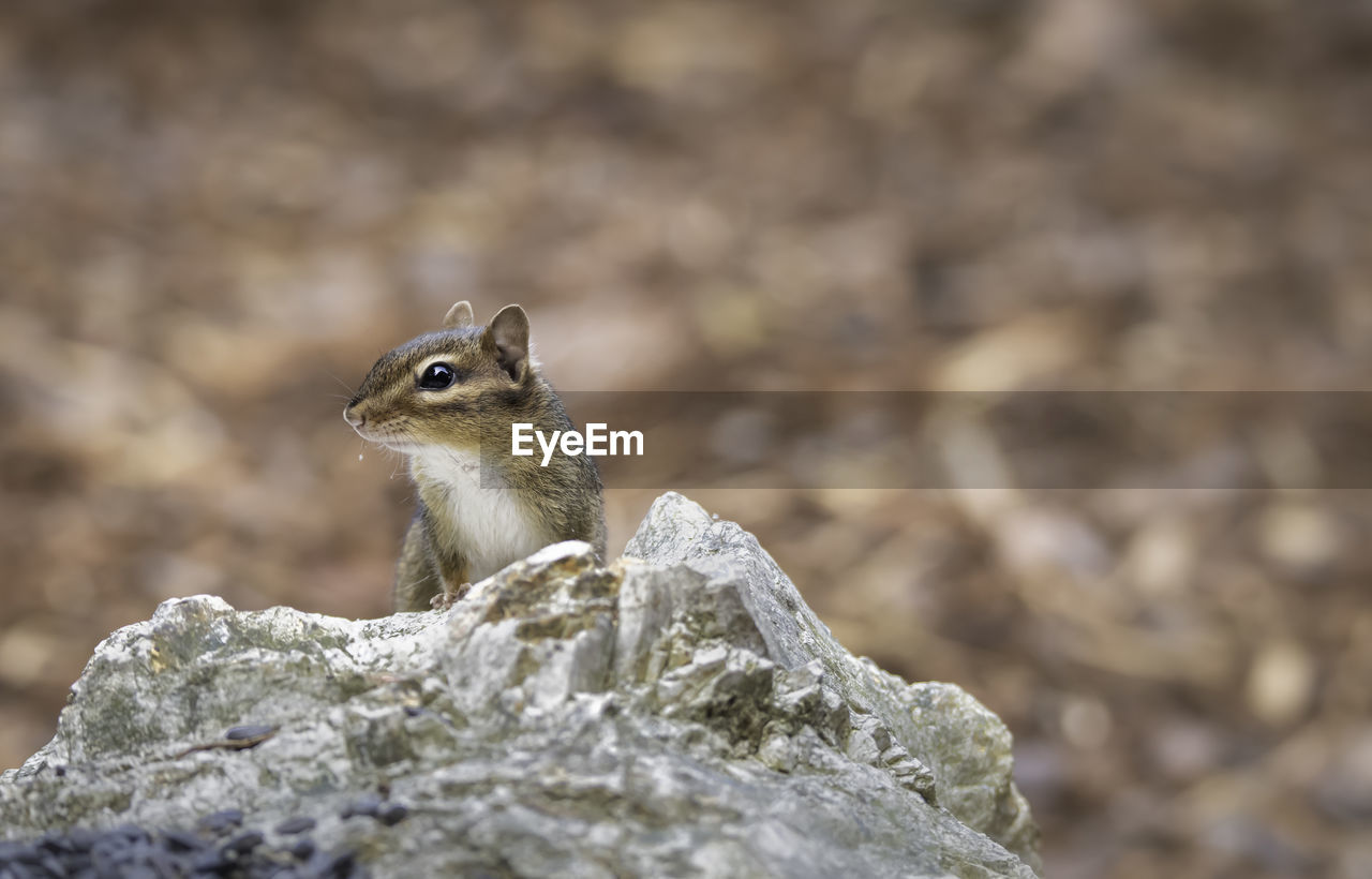 animal themes, animal, animal wildlife, one animal, wildlife, squirrel, chipmunk, nature, rock, rodent, close-up, no people, mammal, focus on foreground, outdoors, day, selective focus, portrait, side view, land