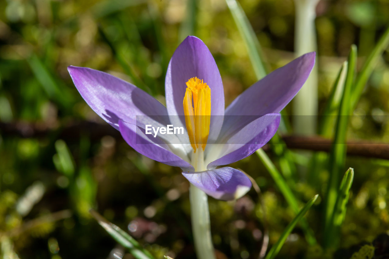 Close-up of purple crocus in bloom in a meadow in spring