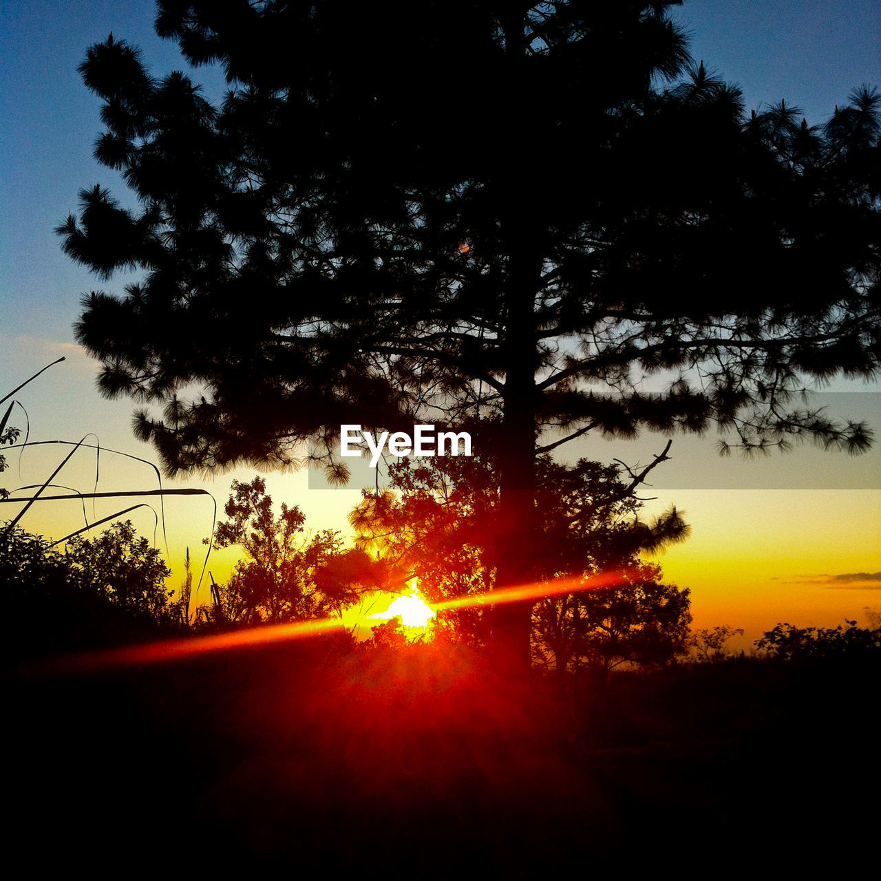 SILHOUETTE TREES AGAINST ORANGE SKY