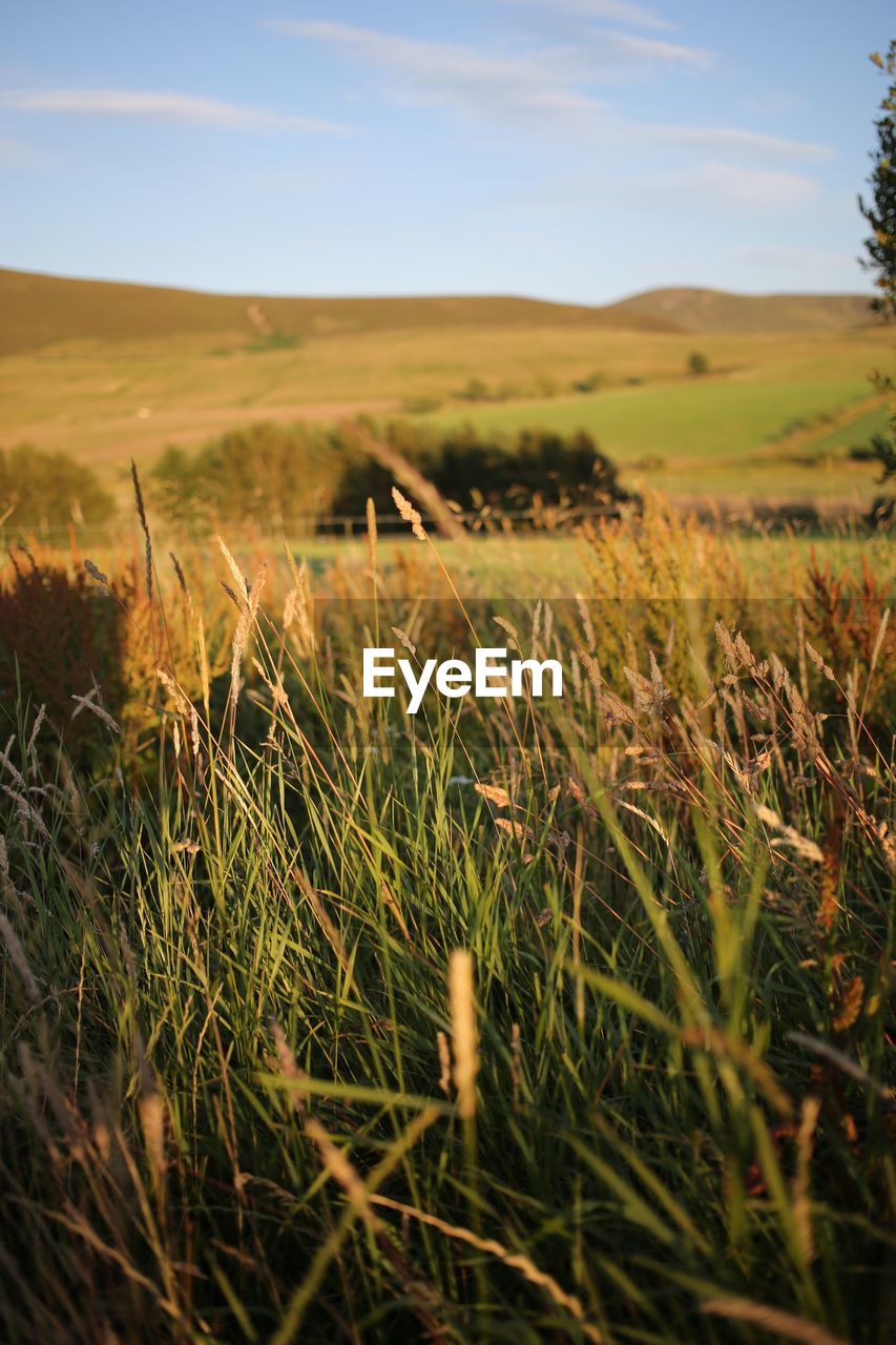 SCENIC VIEW OF LAND AGAINST SKY