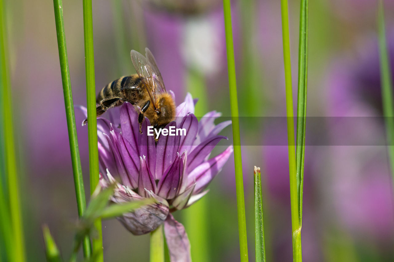 CLOSE-UP OF BEE POLLINATING FLOWER