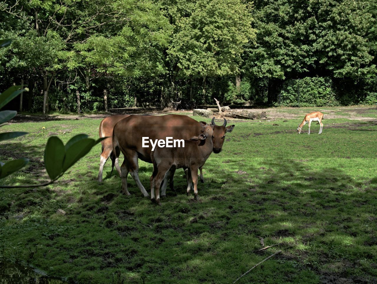 HORSES STANDING IN FIELD