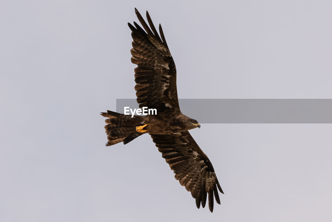 Kite bird in flight