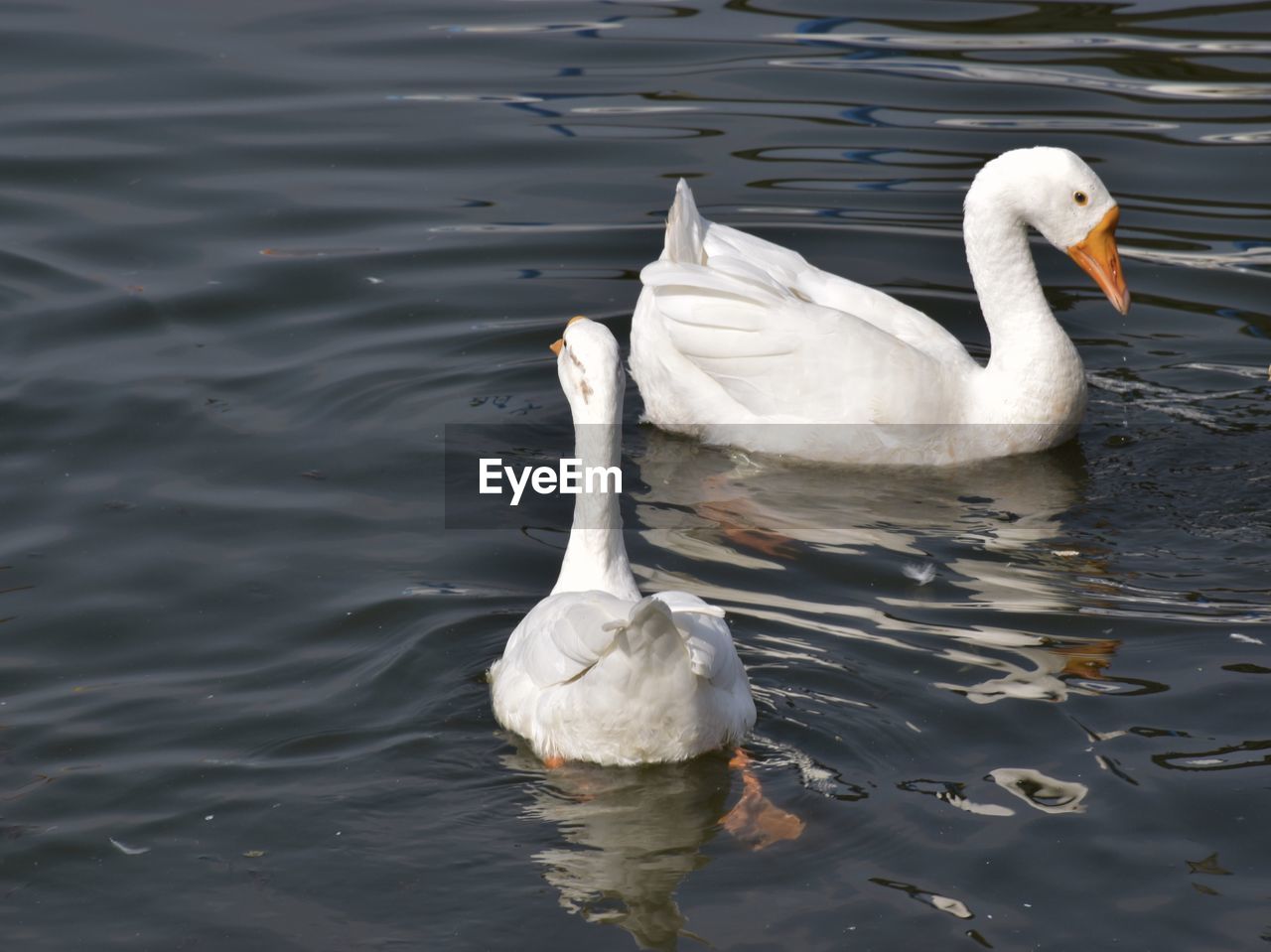 High angle view of swans swimming in lake