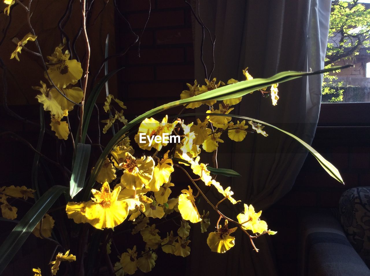 Yellow flowers blooming on plant at home