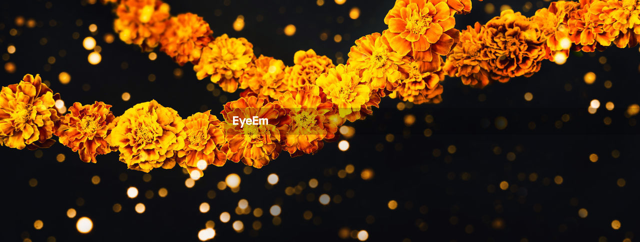 CLOSE-UP OF YELLOW LEAVES AGAINST ILLUMINATED PLANTS AT NIGHT