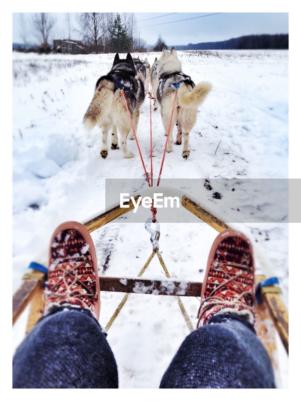 Cropped image of person sitting on sled dogs