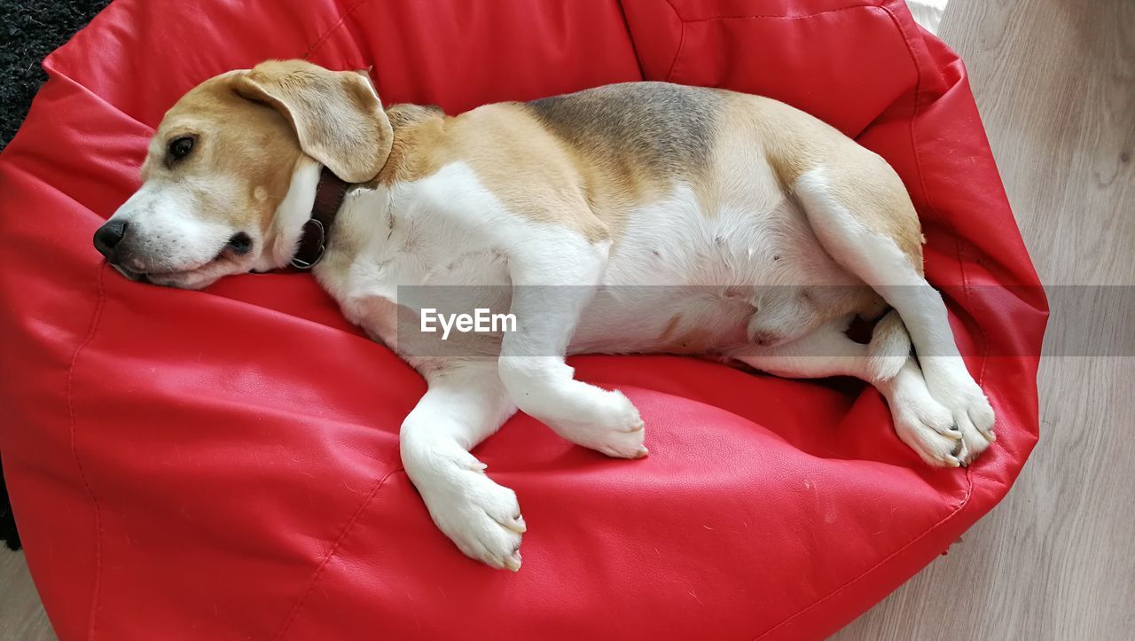 HIGH ANGLE VIEW OF A DOG SLEEPING ON THE BED