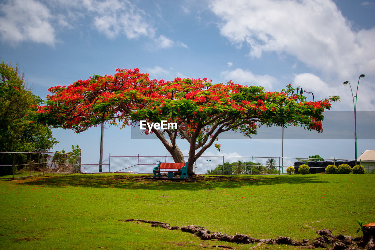 Scenic view of flowering plants by trees against sky