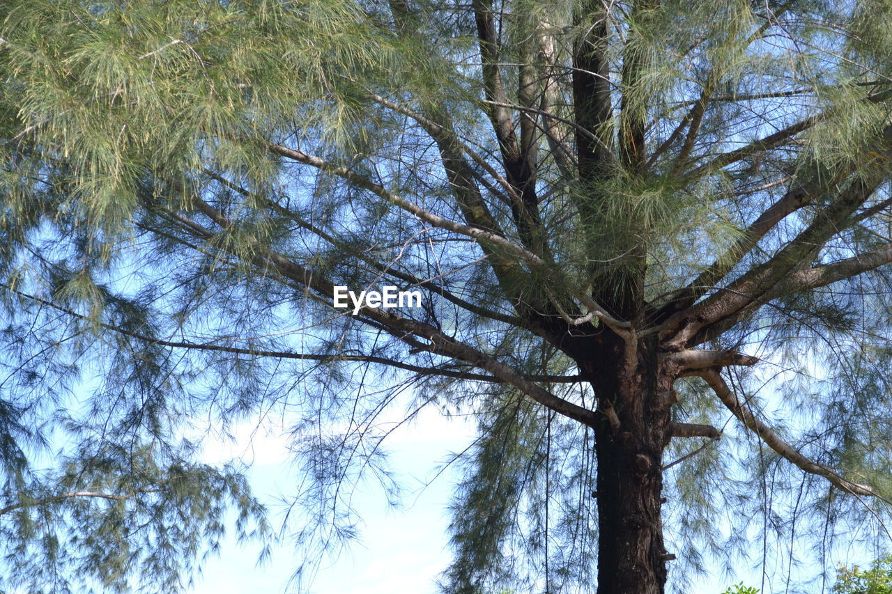 LOW ANGLE VIEW OF TREE AGAINST SKY