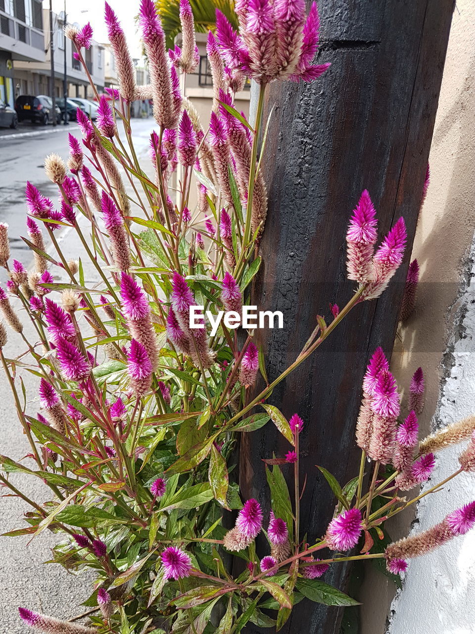 CLOSE-UP OF PINK FLOWERS BLOOMING OUTDOORS