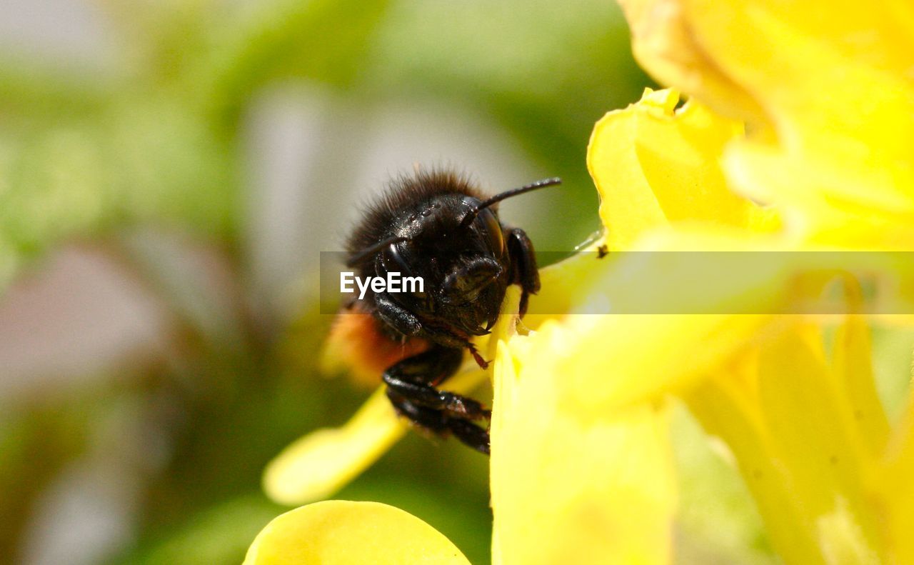 Wild bee on yellow flower