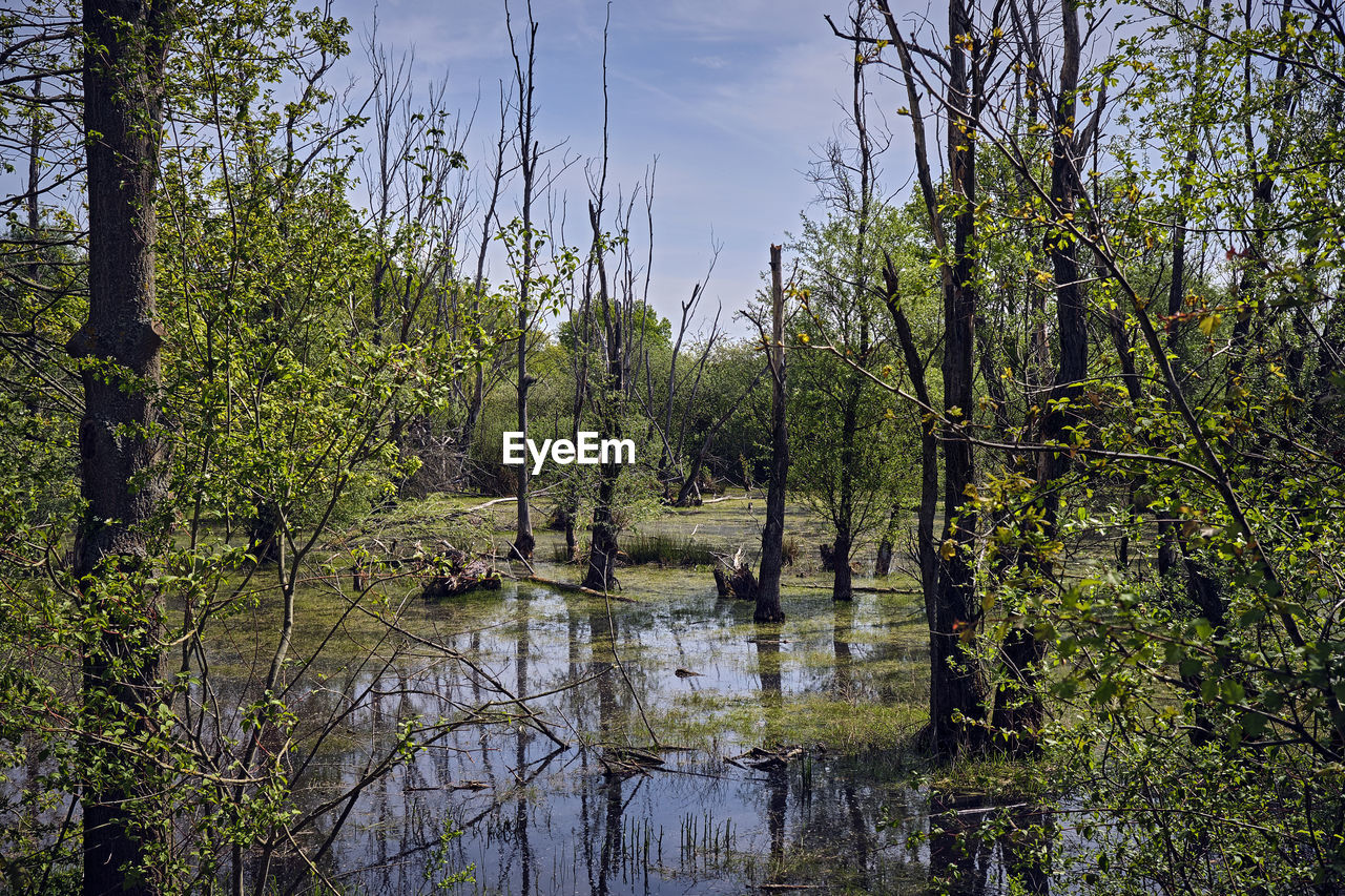 SCENIC VIEW OF SWAMP IN FOREST