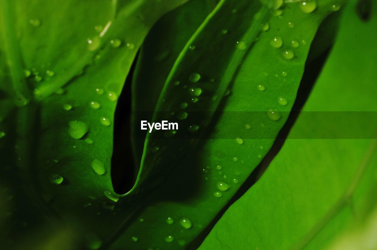 CLOSE-UP OF WET LEAVES