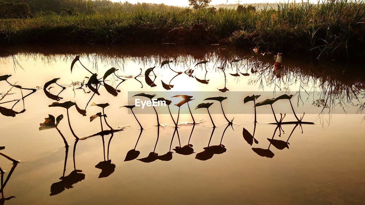 FLOCK OF BIRDS ON LAKE