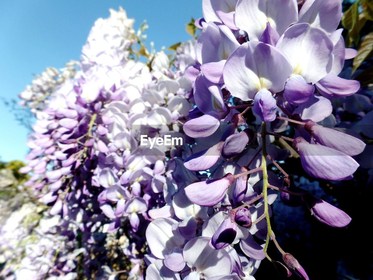 Close-up of purple flowers