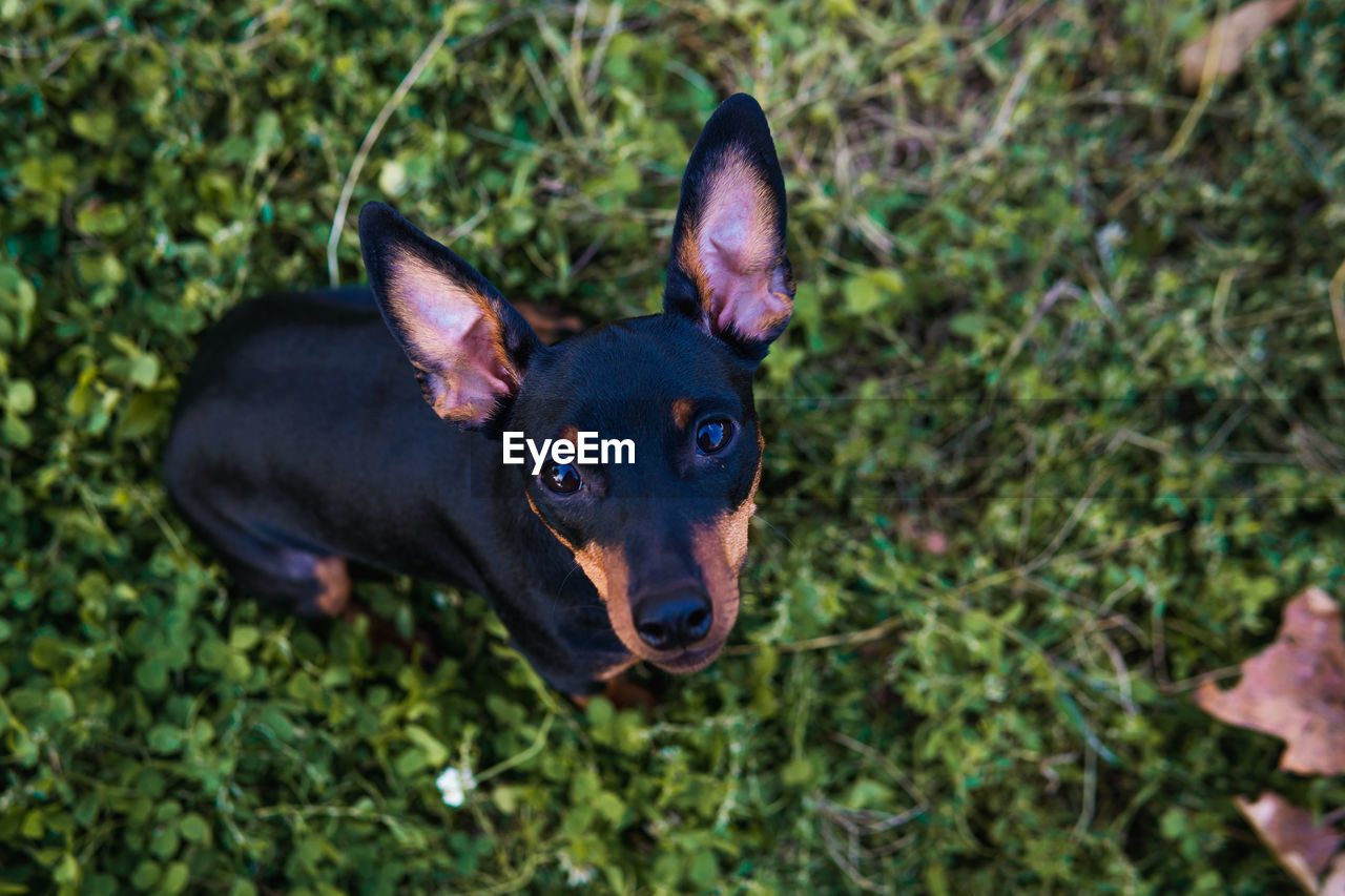 HIGH ANGLE PORTRAIT OF DOG