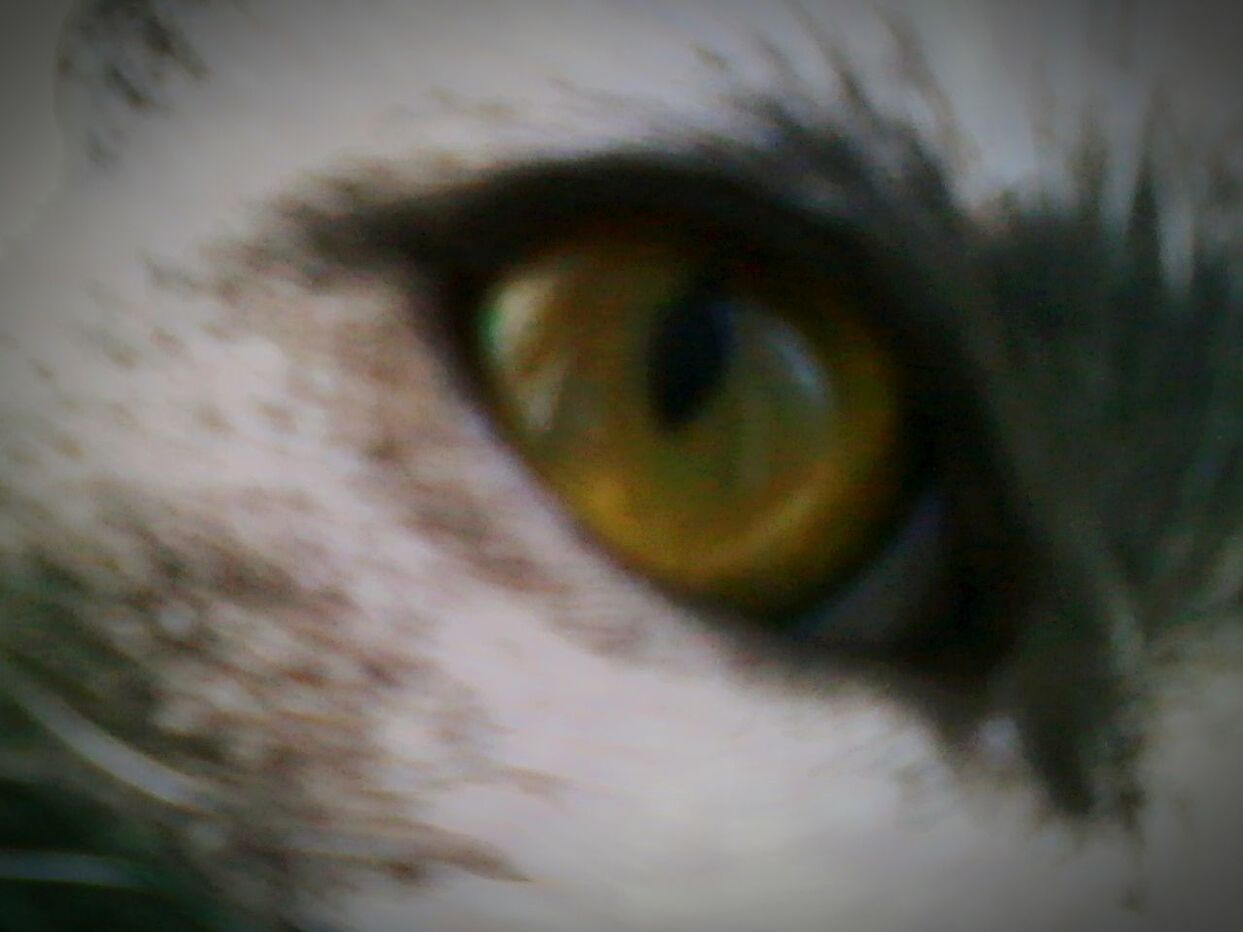 CLOSE-UP OF CAT EYE