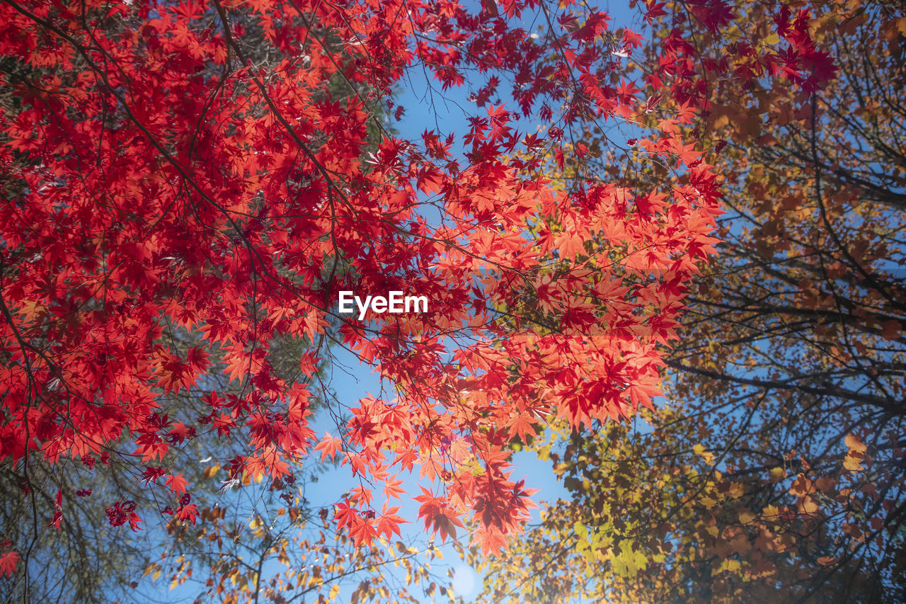 LOW ANGLE VIEW OF MAPLE TREE AGAINST ORANGE SKY