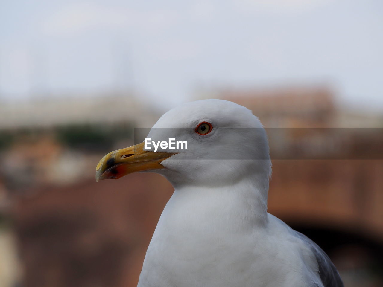 SEAGULL AGAINST BLURRED BACKGROUND