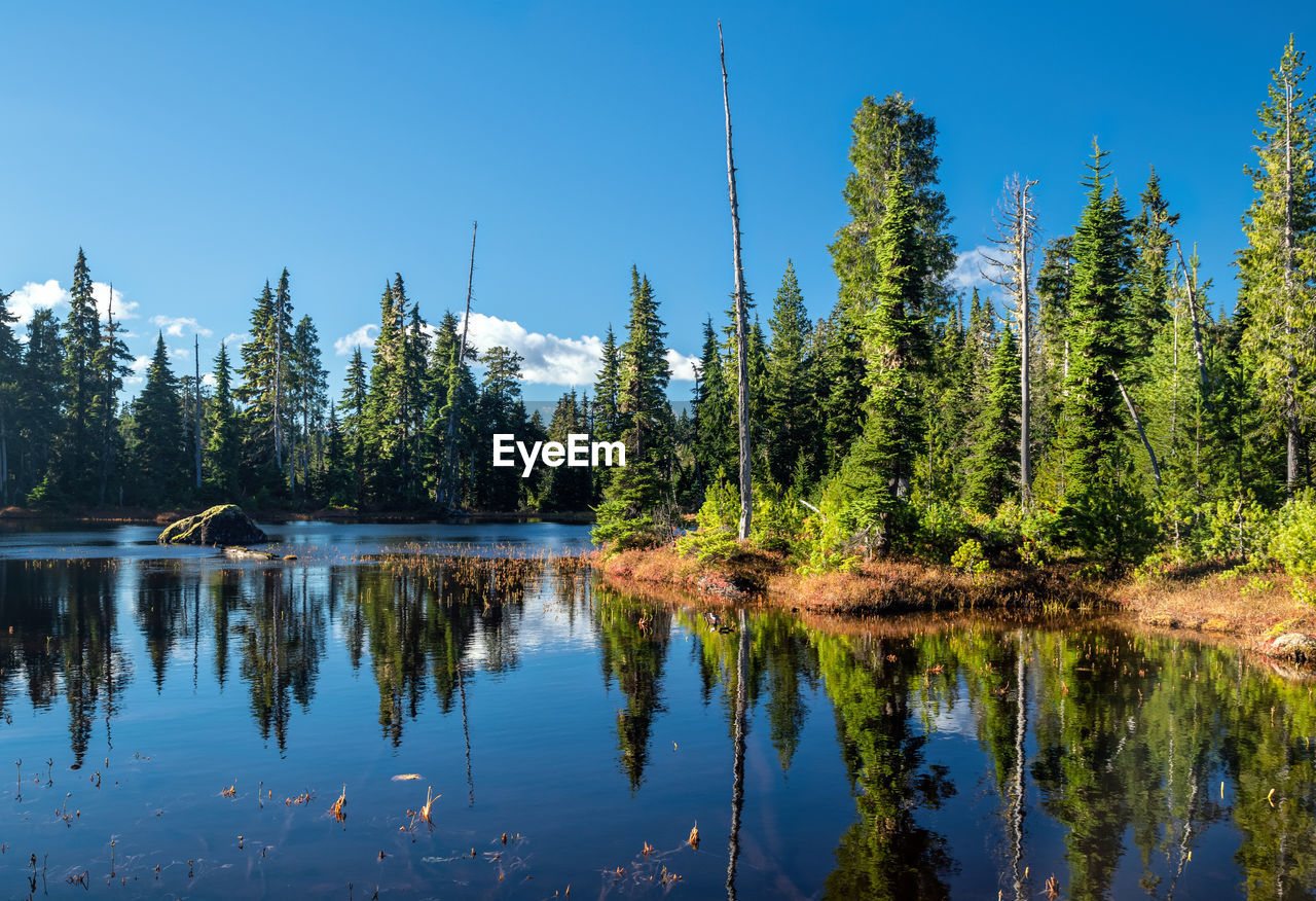 PANORAMIC VIEW OF PINE TREES IN LAKE