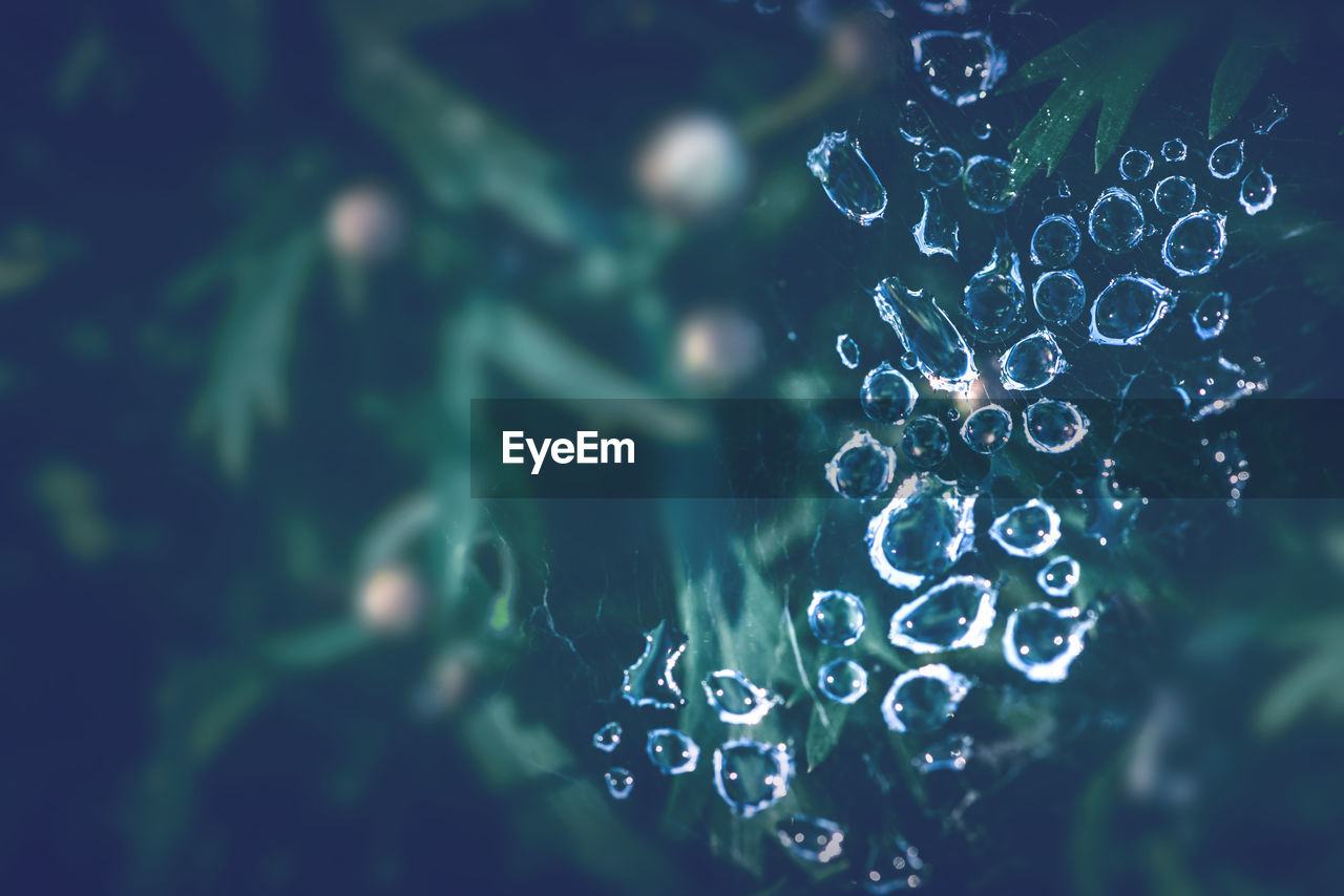 CLOSE-UP OF WATER DROPS ON PLANT LEAF