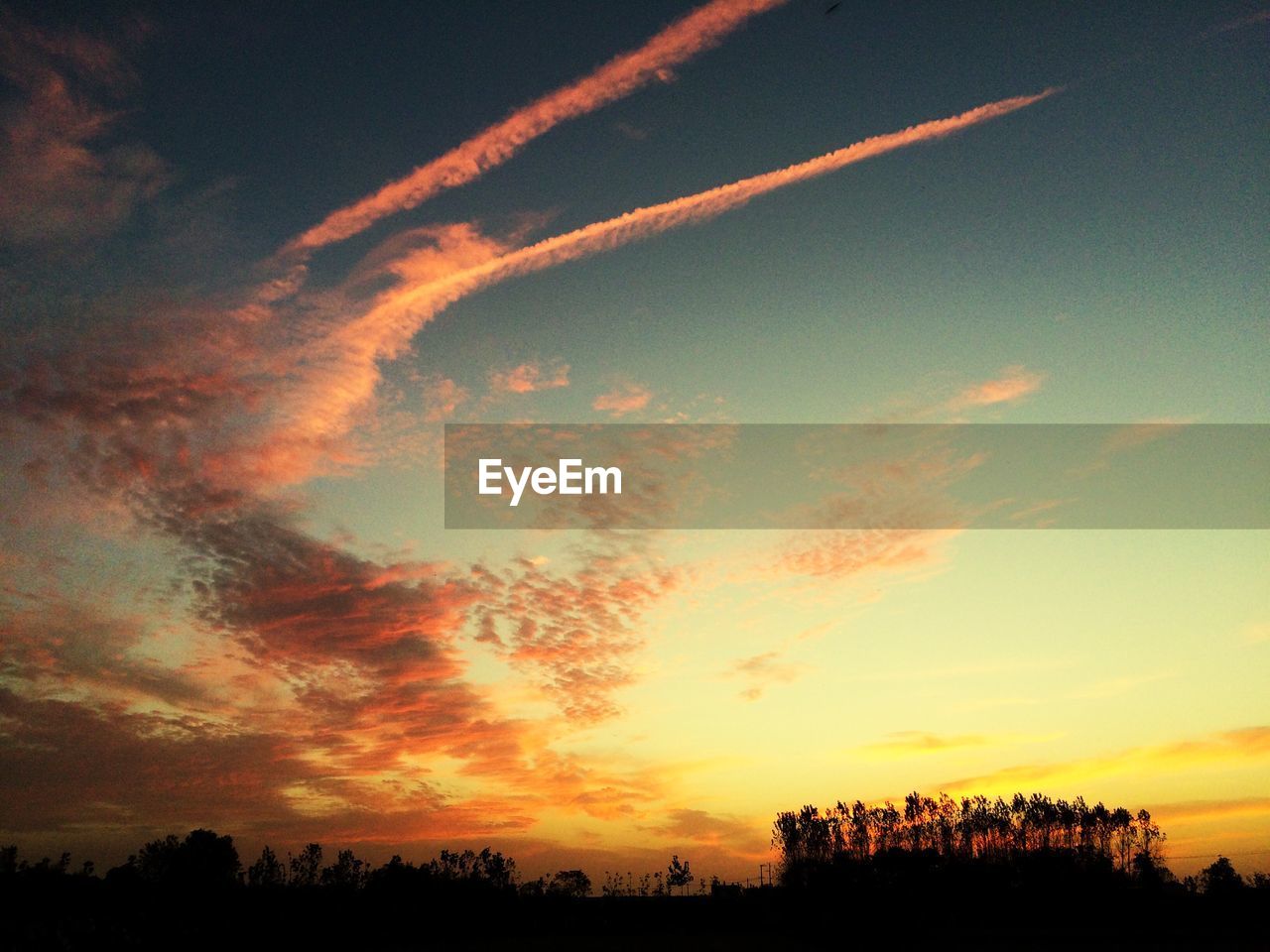 Silhouette trees on field against sky at sunset