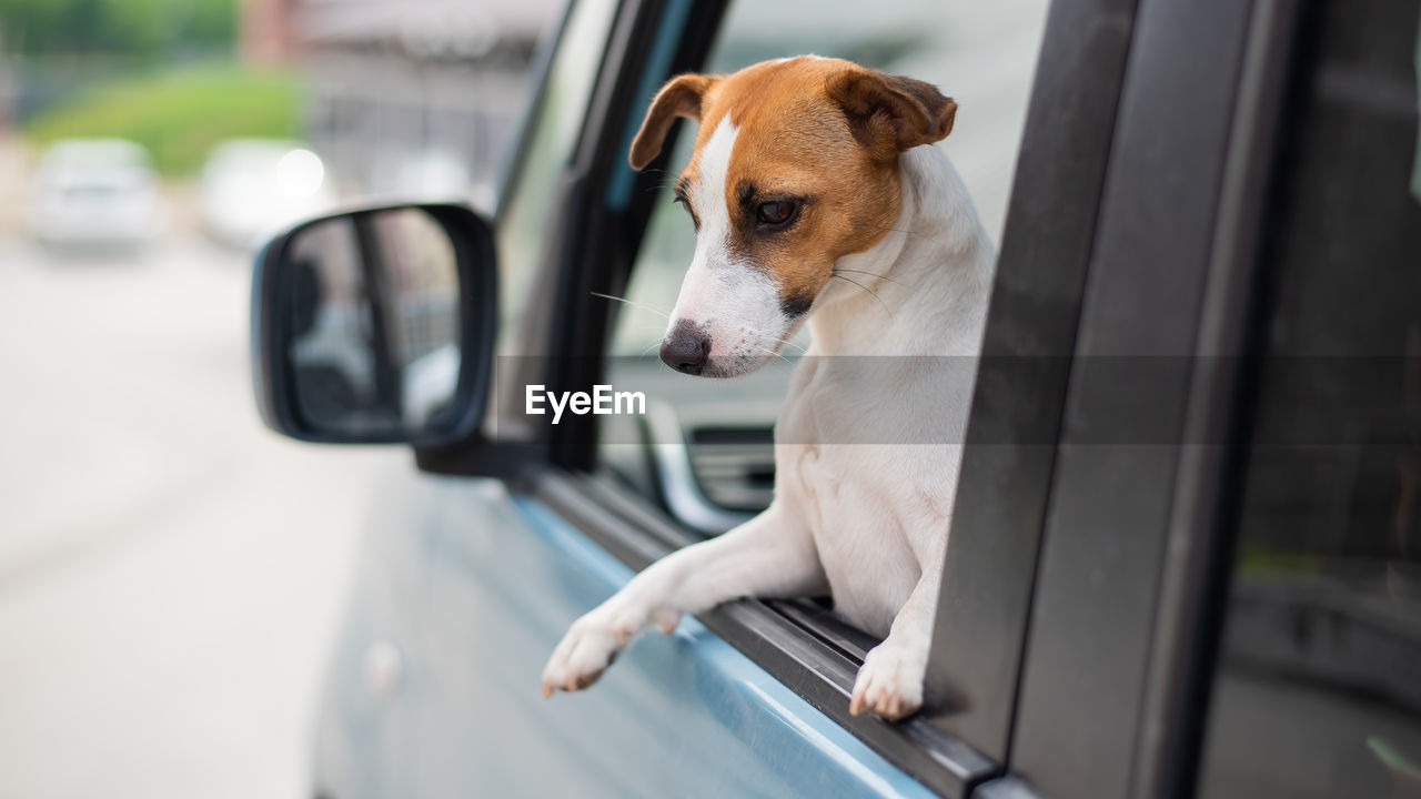 DOG LOOKING AT CAMERA WHILE STANDING IN CAR