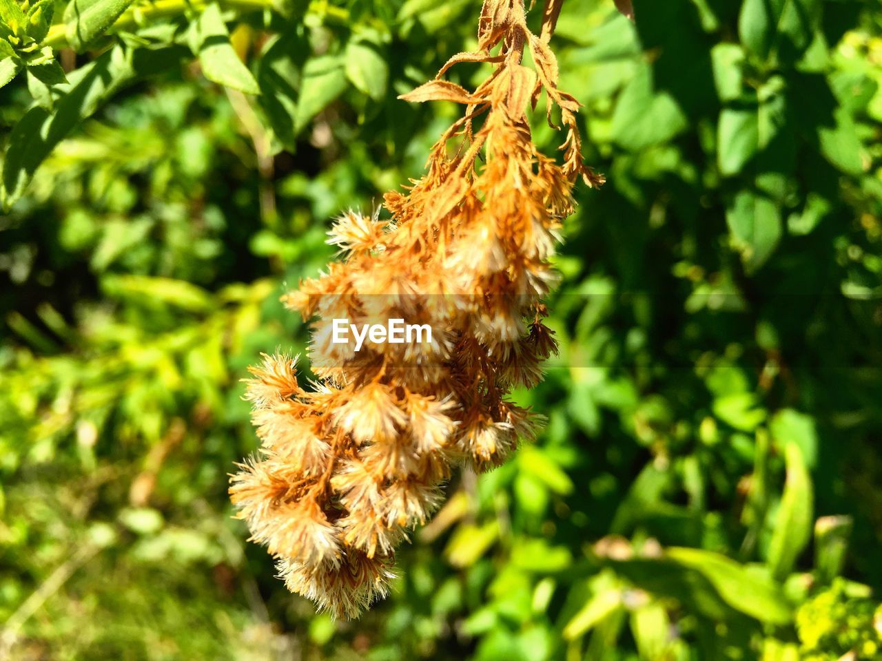 CLOSE-UP OF FLOWERS ON TREE