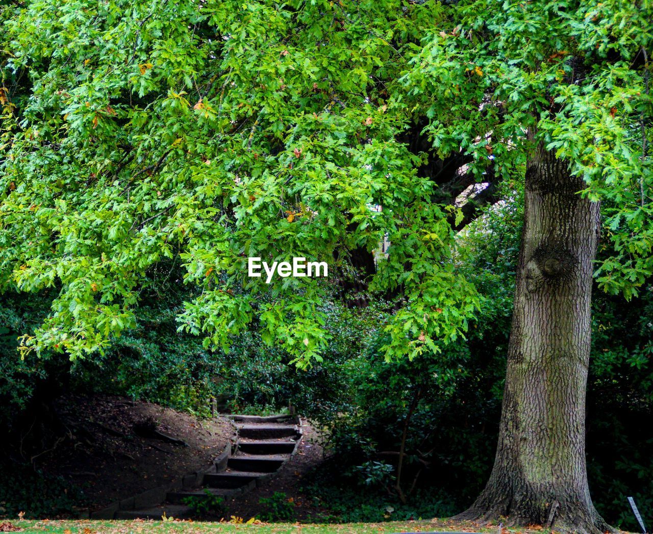 CLOSE-UP OF GREEN TREE