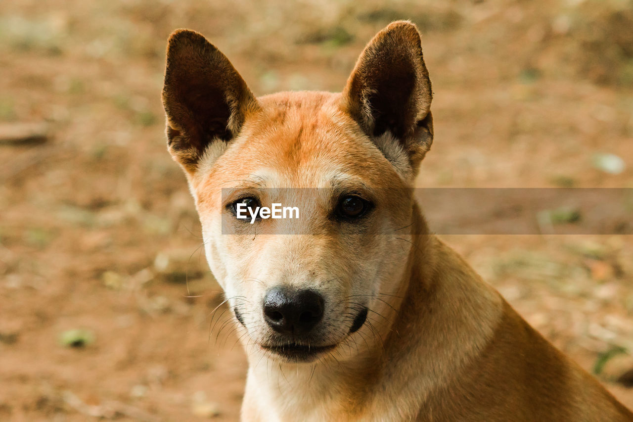 animal, animal themes, one animal, dog, mammal, portrait, dingo, pet, looking at camera, canine, domestic animals, animal body part, no people, animal wildlife, carnivore, close-up, focus on foreground, outdoors, wildlife, wolfdog, nature, day