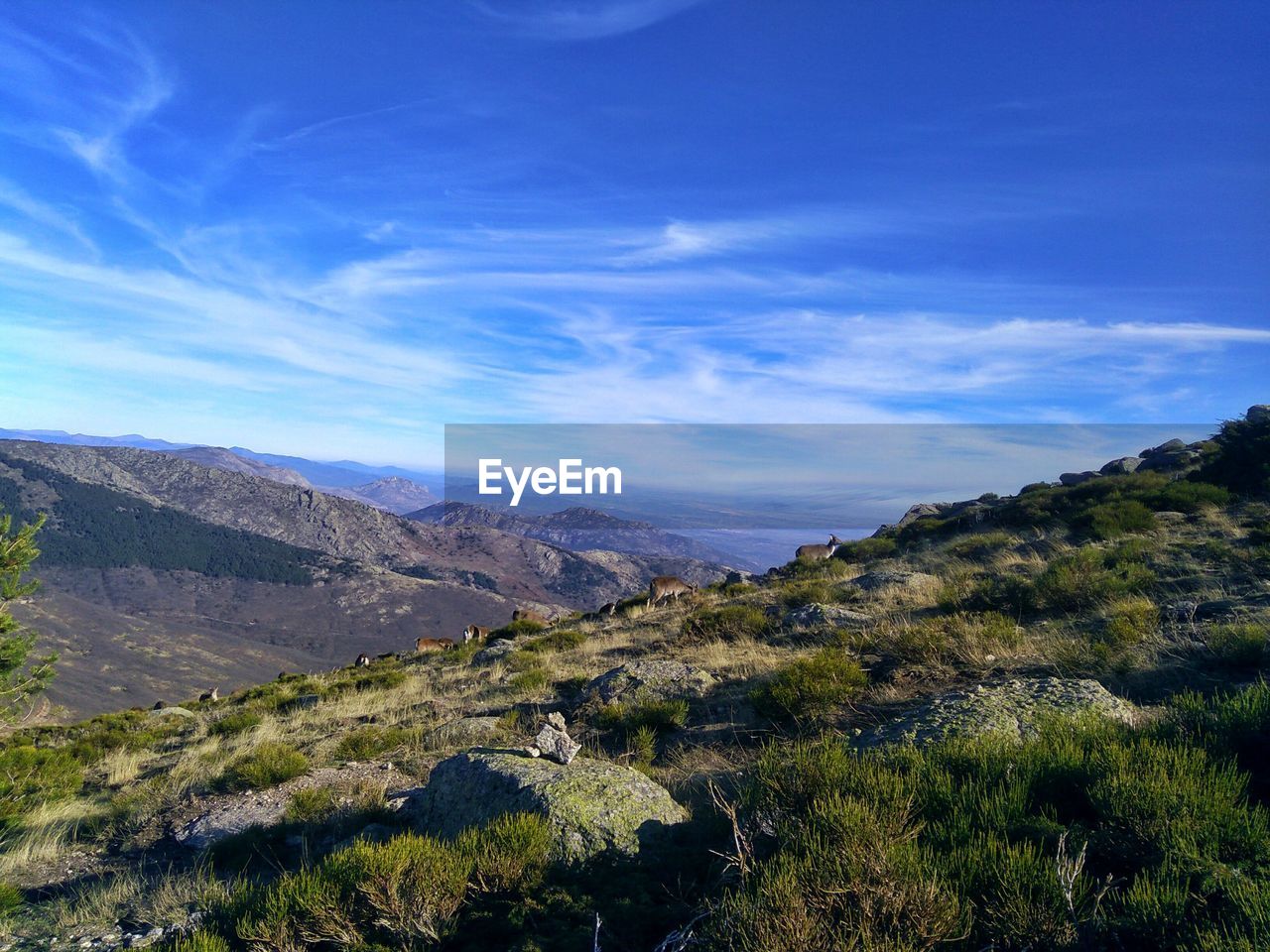 Ascending the mountain and wild goats grazing against sky