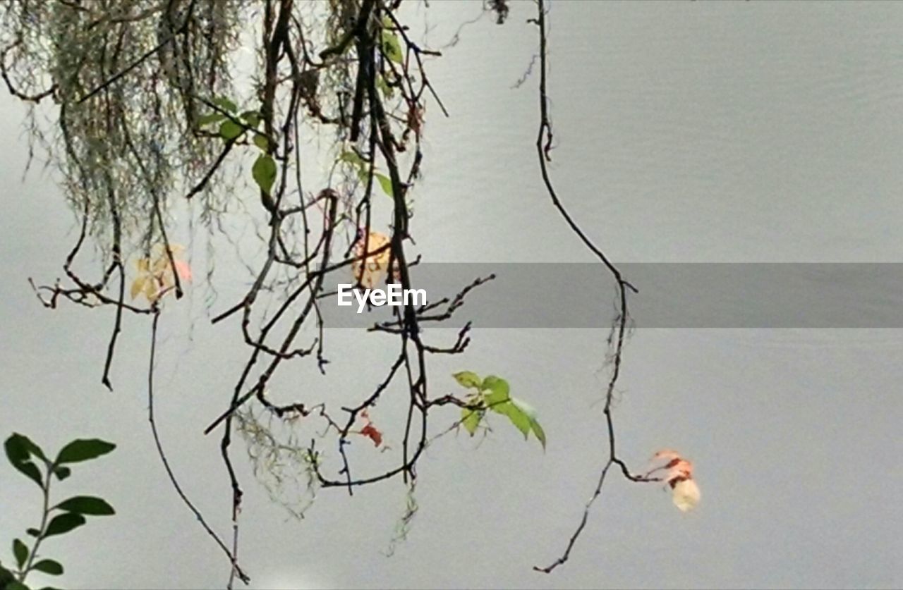 CLOSE-UP OF PLANT AGAINST LAKE