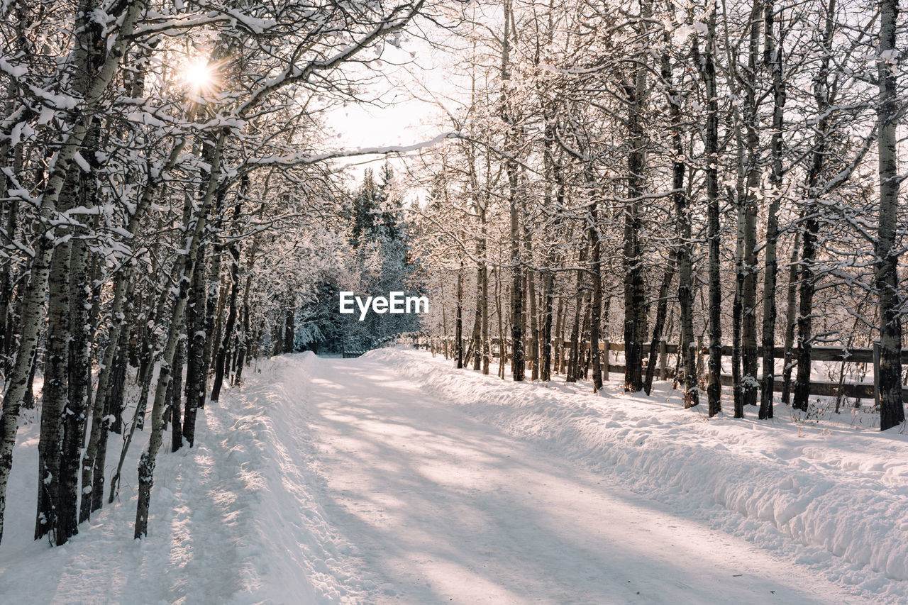 TREES ON SNOW COVERED LAND