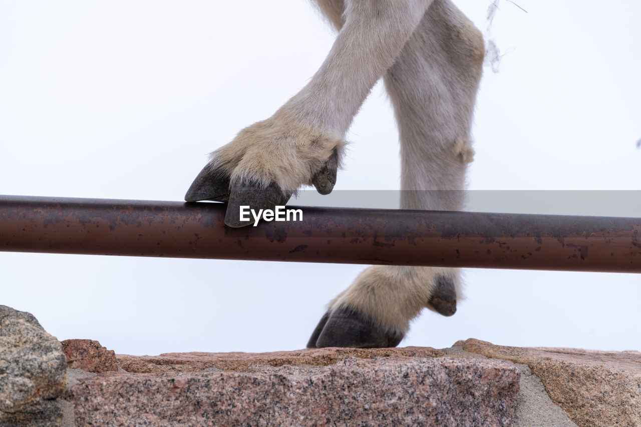 CLOSE-UP OF MONKEY ON A ROCK