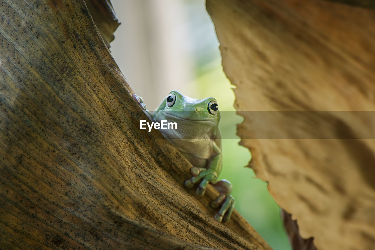 Close-up portrait of frog on dry leaf
