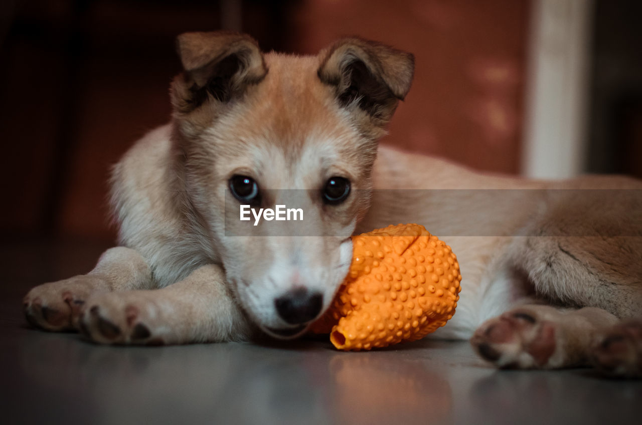 CLOSE-UP PORTRAIT OF A DOG