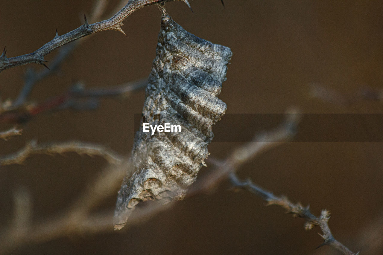 CLOSE-UP OF FROZEN PLANT