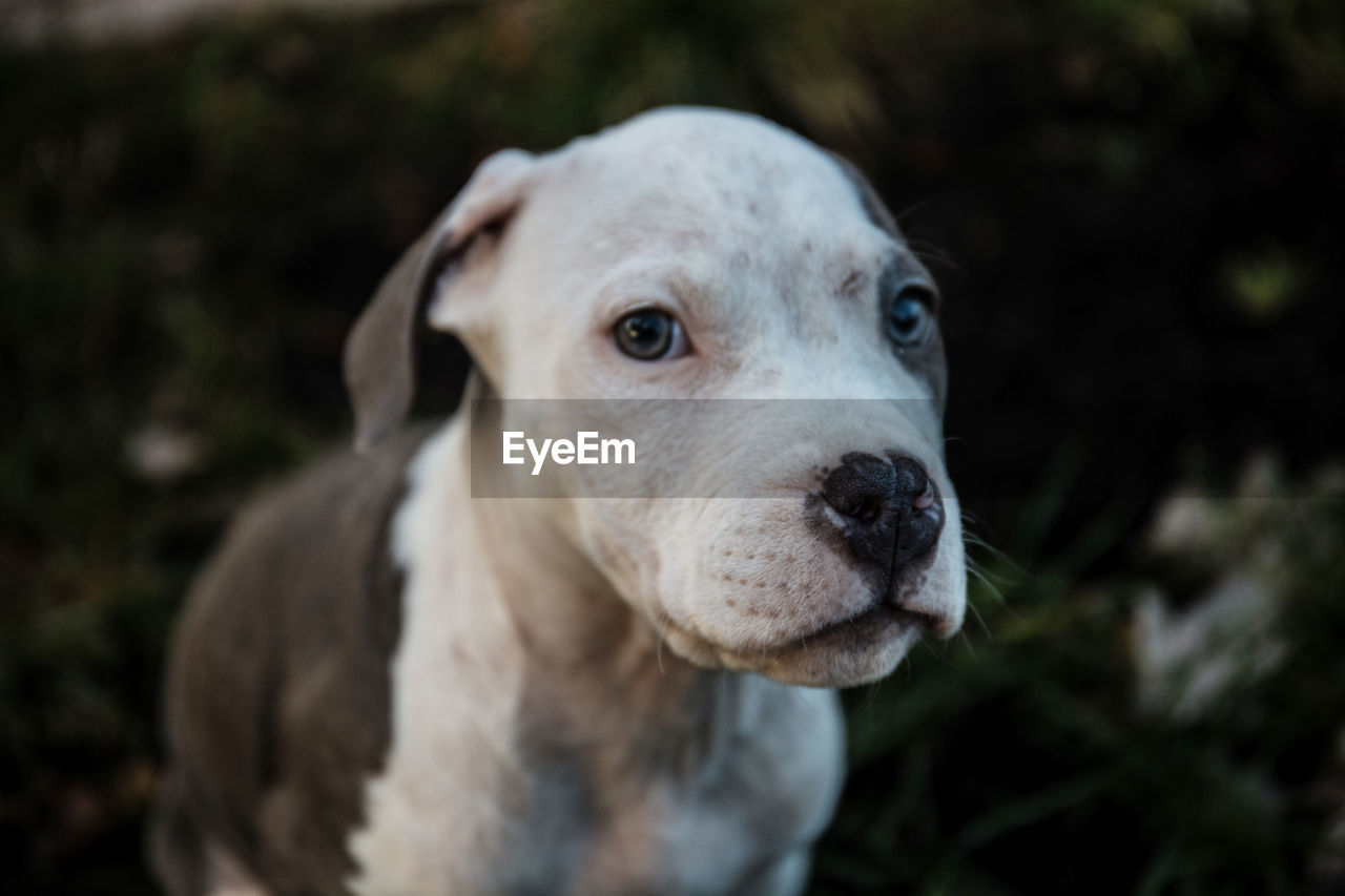PORTRAIT OF DOG OUTDOORS