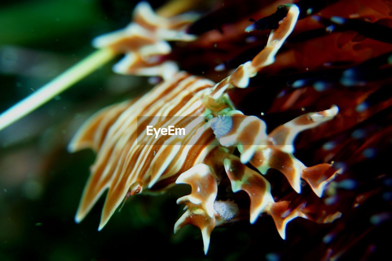 CLOSE-UP OF FISH SWIMMING UNDERWATER