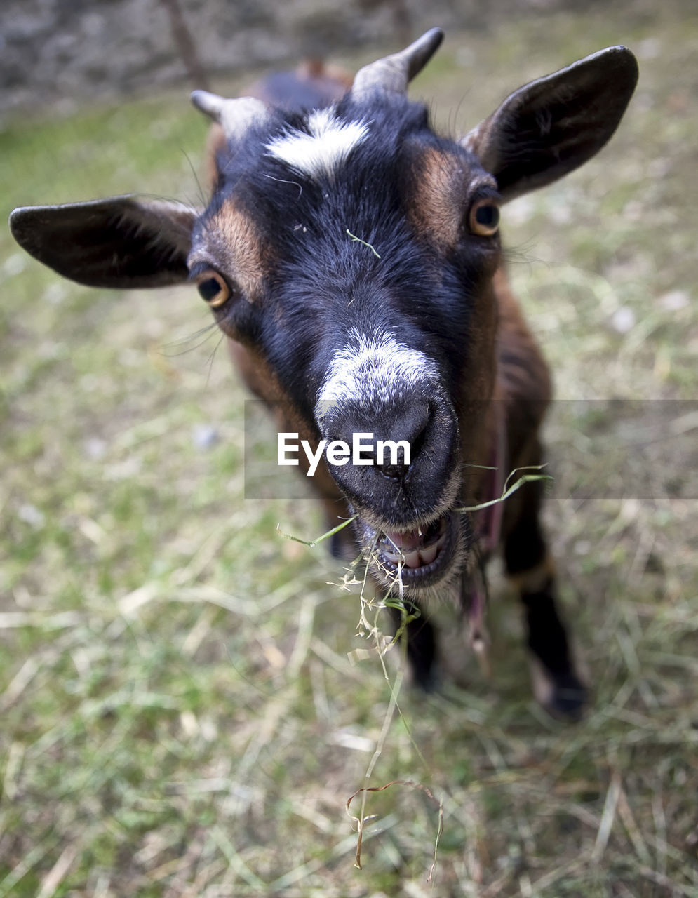 CLOSE-UP PORTRAIT OF COW IN THE FIELD