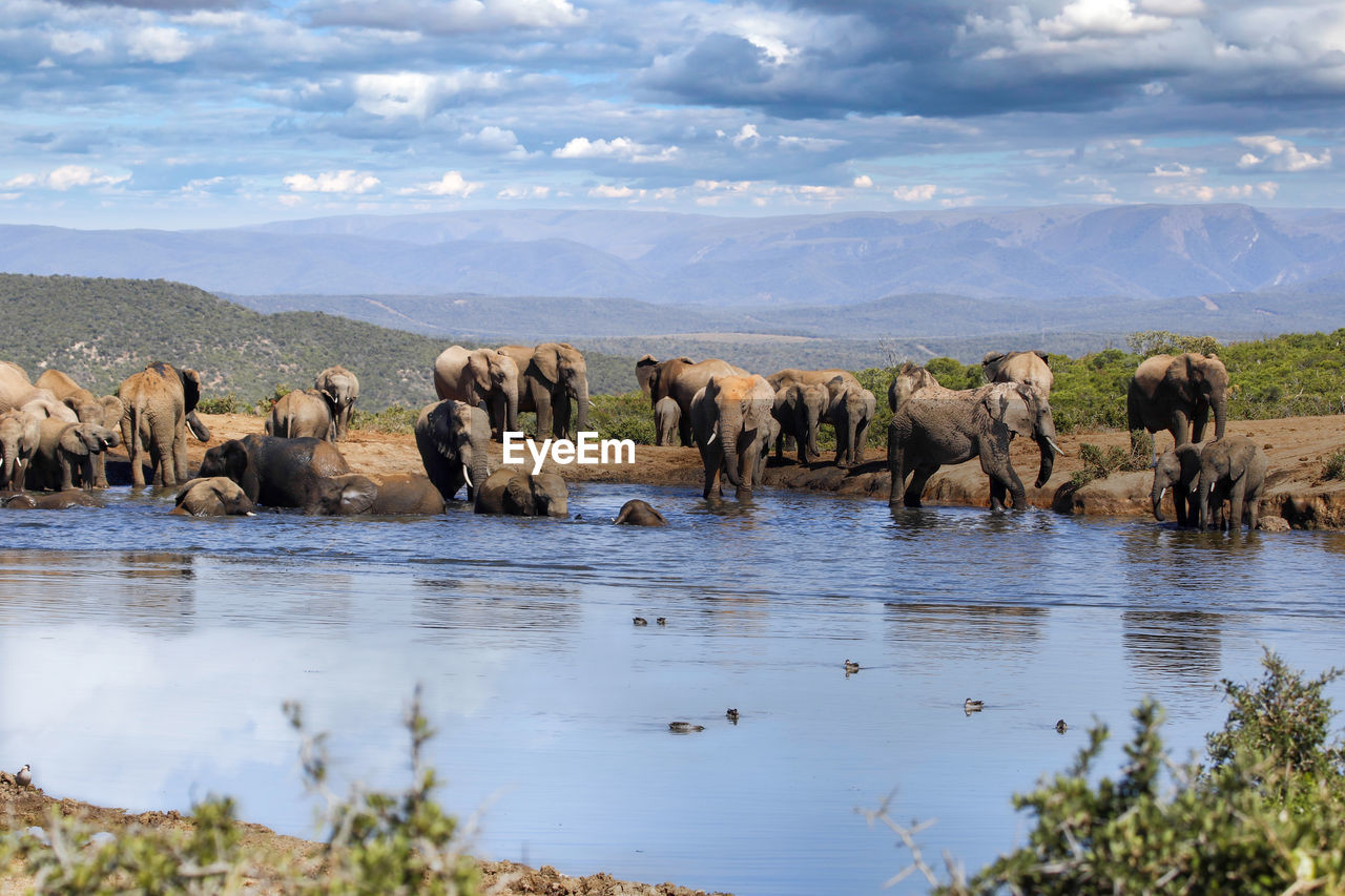 elephants on field against sky