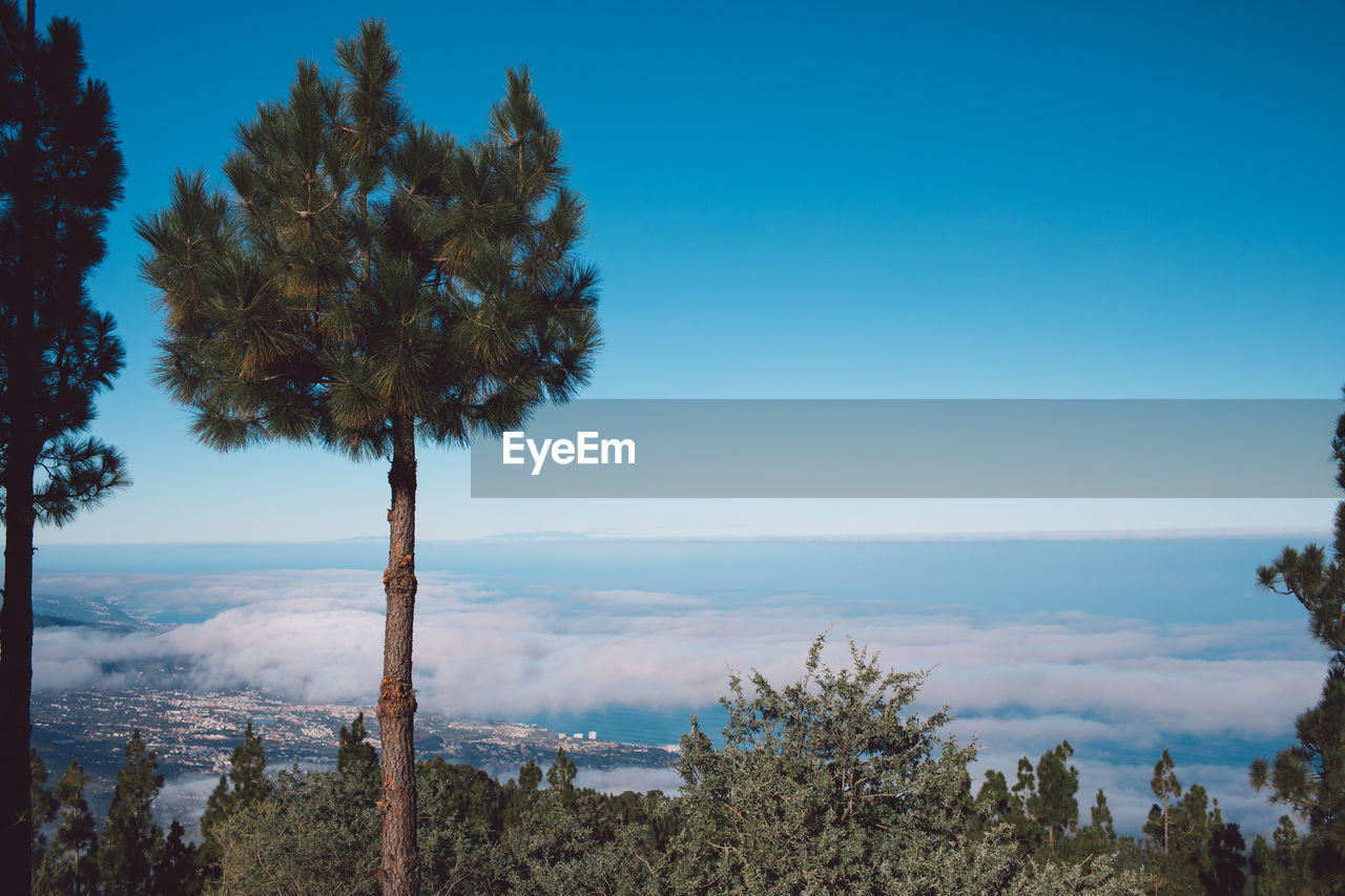 Trees on landscape against blue sky