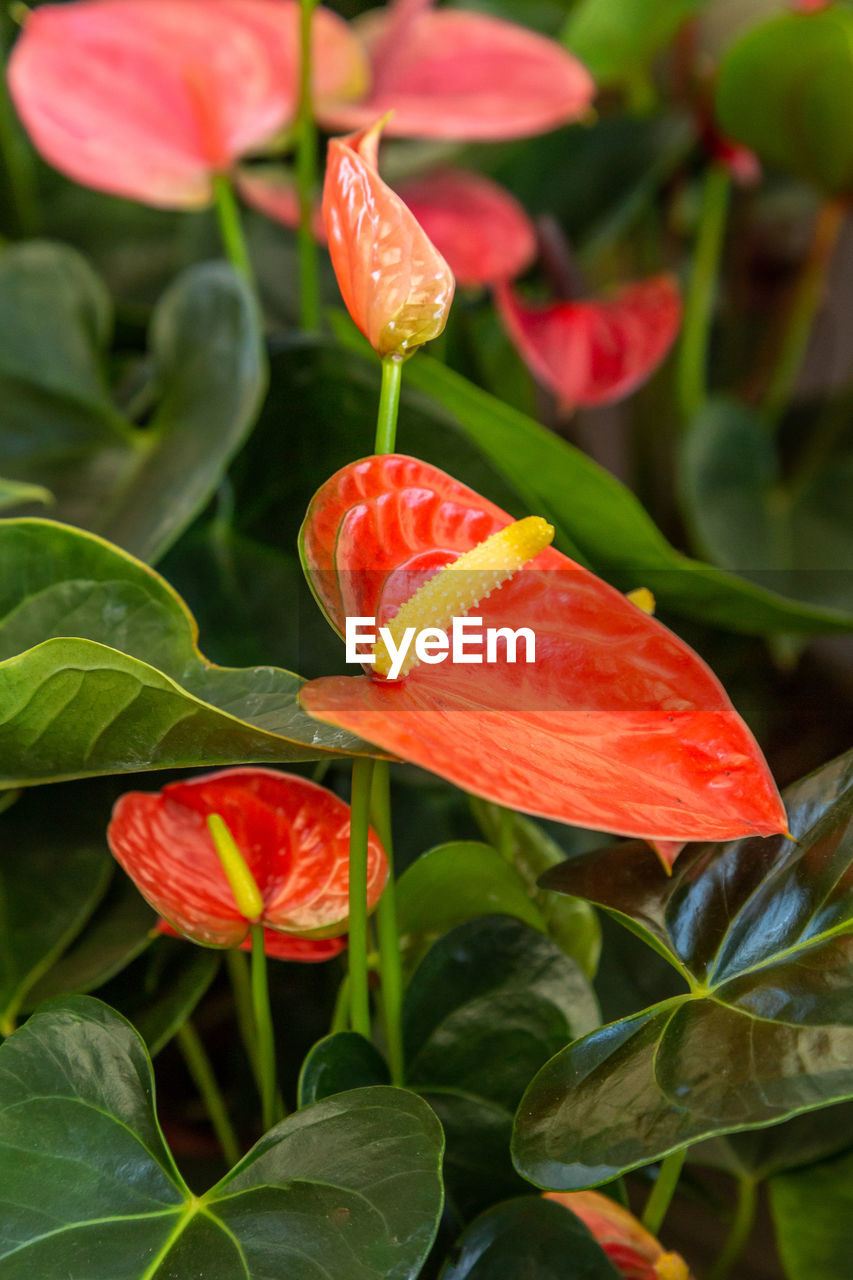 CLOSE-UP OF RED ROSE FLOWER