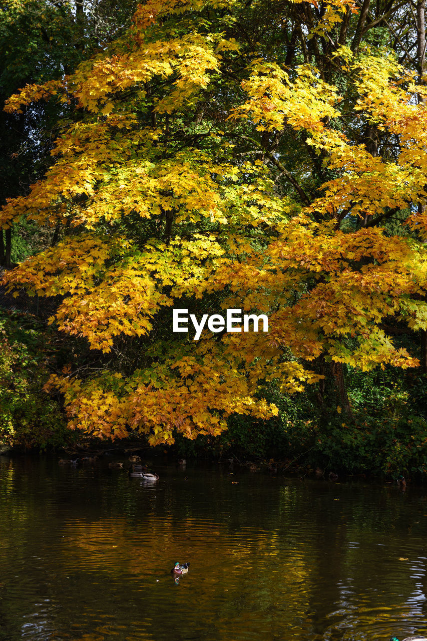 Scenic view of lake against trees