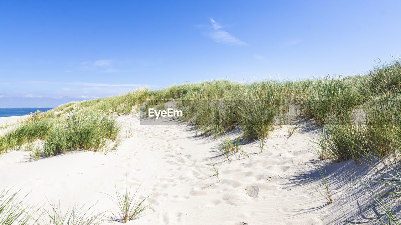 Plants growing on beach against sky