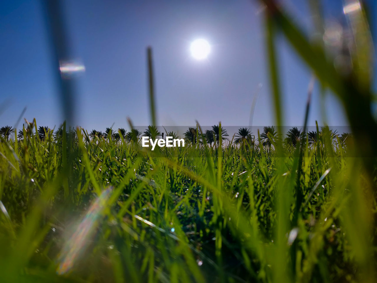 CLOSE-UP OF GRASS GROWING ON FIELD