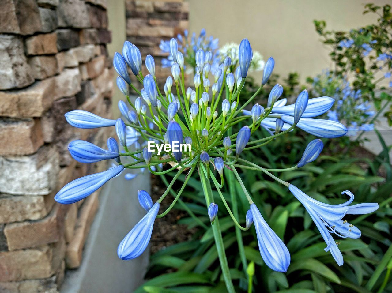 Close-up of flowers